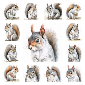 17 Écureuil gris (Sciurus carolinensis) PNG Clipart Bundle, téléchargement poster d'art mural aquarelle, Illustration Portrait animal tout usage Commercial