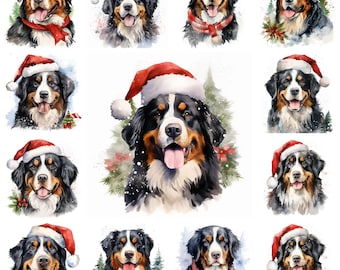 Op de afbeelding: Een verzameling aquarelportretten van Berner Sennenhonden. Elke hond heeft zwart, wit en bruin haar. Sommigen dragen kerstmutsen, anderen feestelijke sjaals of groen, wat een kerstthema oproept.