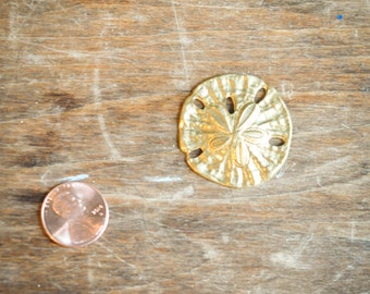 2 Metal Ocean Sand dollar Brass Stamping Findings Craft Projects Jewelry Design Scrapbook Embellishment Mixed Media Arts and Crafts