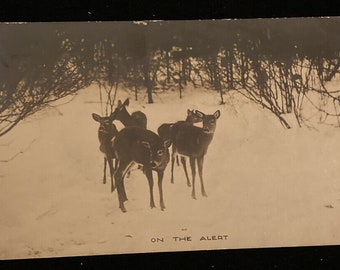 On The Alert Deer Postcard