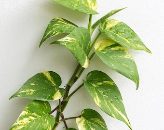 Golden Pothos cutting QTY (3)
