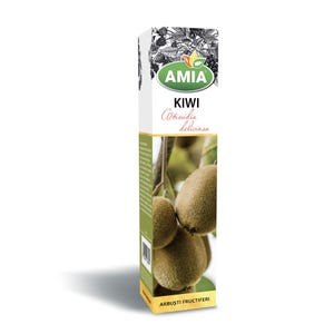 Kiwi, Actinidia deliciosa Tree 40 cm