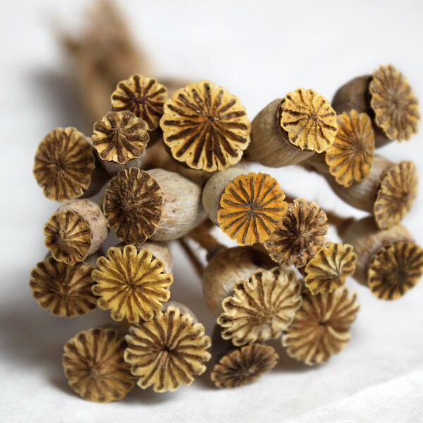 Homegrown Organic Dried Poppy Pods