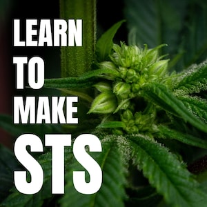 May include: Close-up of a green cannabis plant with the text "LEARN TO MAKE STS" superimposed on the image.