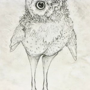 Owl art print, Curious Owl print, Owl drawing repro