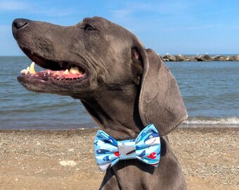 May include: A gray dog wearing a blue and white bow tie with a fish pattern sits on a sandy beach. The dog is looking up with its mouth open. The background shows a blue sky and the ocean.