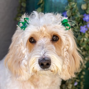 May include: A light-colored dog with a fluffy coat and brown eyes. The dog has two small green bows in its hair. The background includes a teal-colored structure and greenery.