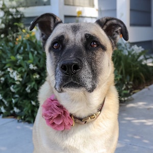 May include: A light tan dog with a black muzzle and ears, wearing a brown collar with a gold buckle and a pink flower. The dog is sitting on a concrete surface, with greenery in the background.