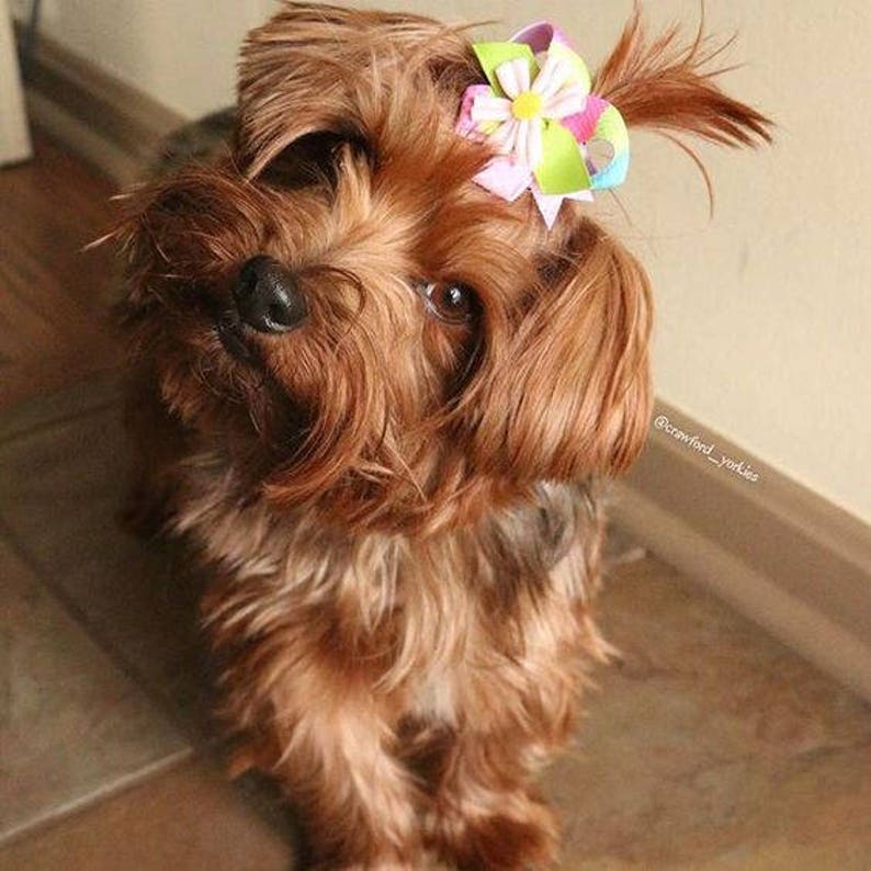 Top Knot Dog Bow Cat Collar Bow Pet Harness Bow Dog Collar Bow Easy To Use Pet Bow Seaworthy Snap-In Dog Bows\u00ae Bow