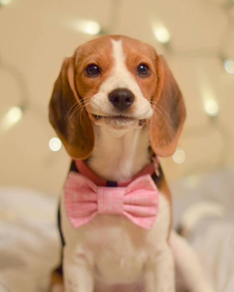 Easy To Use Dog Bow Tie Rescued and Loved Snap-In Dog Bows\u00ae Bow Tie Fur Friendly Dog Bow Tie Blue /& Orange Dog Bow Tie