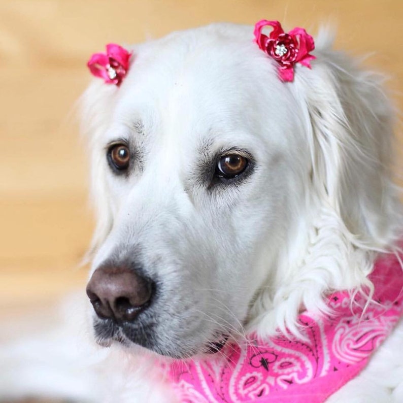 Dog Bow Pairs Easy To Use Pet Bows Drop Anchor Snap-In Dogs\u00ae Bow PAIR Small Dog Hair Bows Hair Friendly Pet Bows Dog Ear Bows