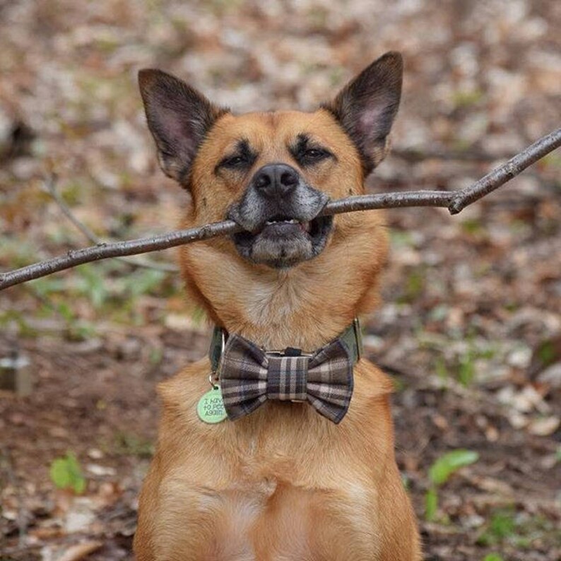 Easy To Use Dog Bow Tie Rescued and Loved Snap-In Dog Bows\u00ae Bow Tie Fur Friendly Dog Bow Tie Blue /& Orange Dog Bow Tie