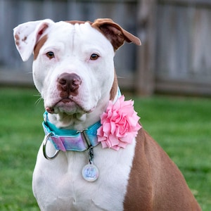 Puede incluir: Un perro marrón y blanco con un collar turquesa y rosa con una flor rosa y una pequeña etiqueta. El perro está sentado sobre hierba verde.
