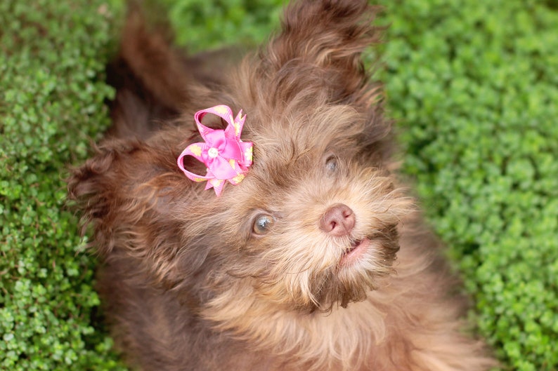 Dog Bow Pairs Easy To Use Pet Bows Drop Anchor Snap-In Dogs\u00ae Bow PAIR Small Dog Hair Bows Hair Friendly Pet Bows Dog Ear Bows