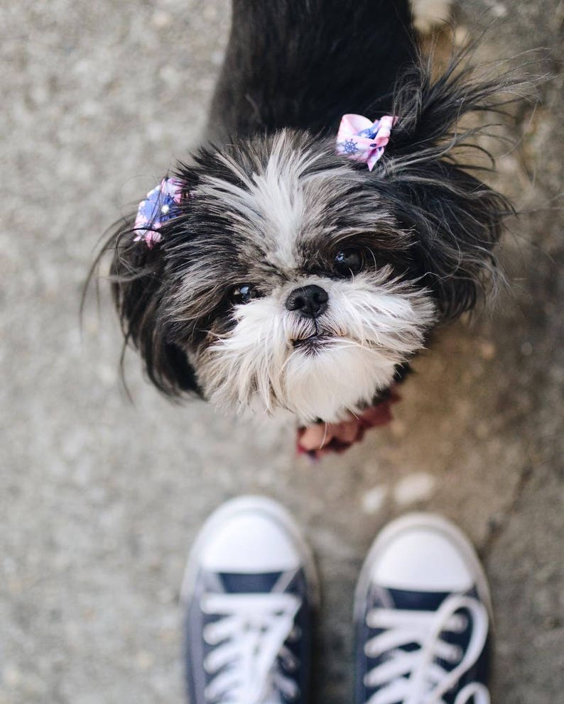 dog bows for ears