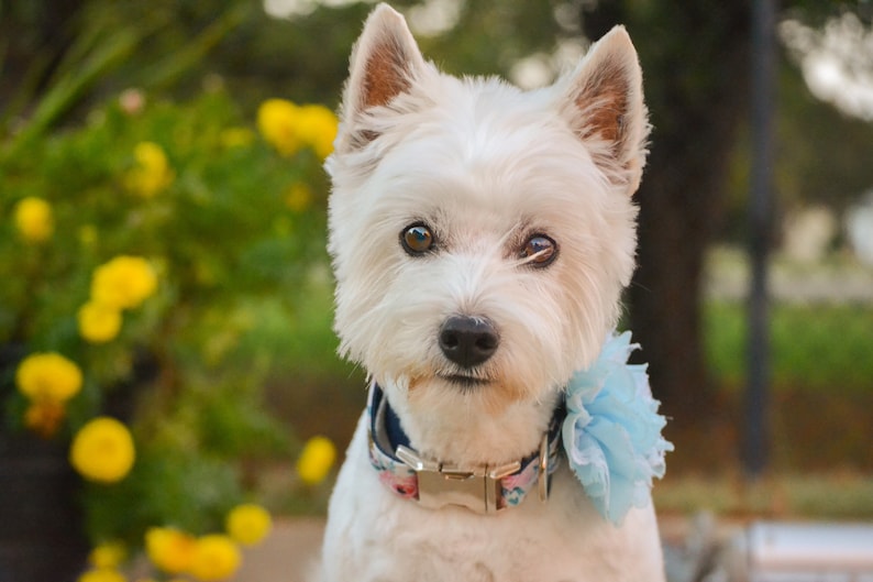 Therapy Dog Collar Flower Burst Into Bloom Snap-In Dog Bows\u00ae Flower EXTRA LARGE Pet Harness Flower Grey Dog Collar Flower