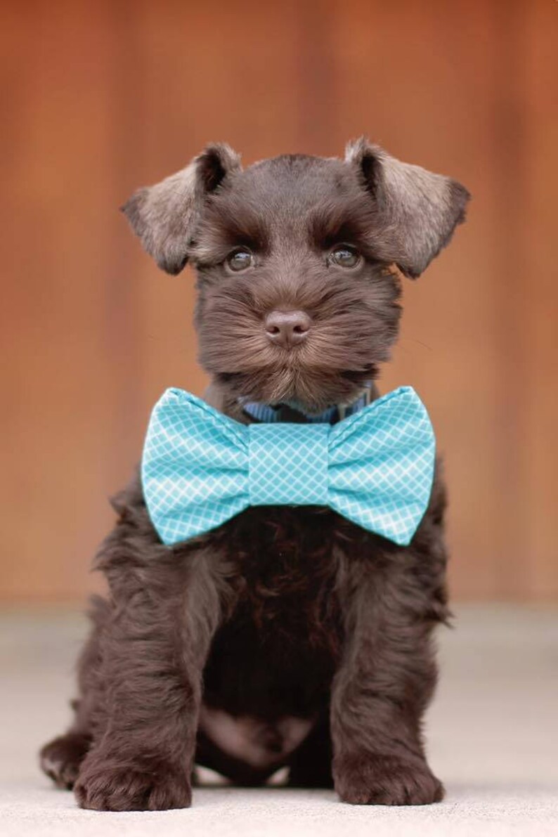 Easy To Use Dog Bow Tie Rescued and Loved Snap-In Dog Bows\u00ae Bow Tie Fur Friendly Dog Bow Tie Blue /& Orange Dog Bow Tie