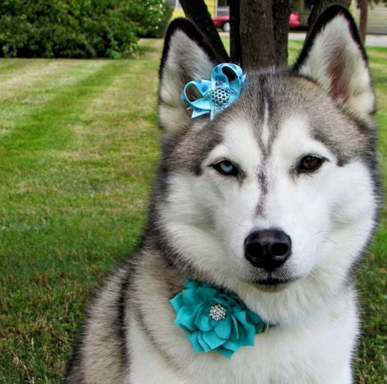Dog Collar Bow Top Knot Dog Bow Easy To Use Pet Bow Ready For School Snap-In Dog Bows\u00ae Bow Top Knot Bow Cat Collar Bow Pet Harness Bow