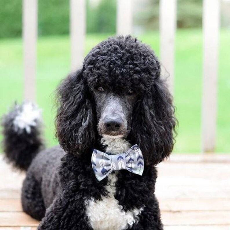 Easy To Use Dog Bow Tie Rescued and Loved Snap-In Dog Bows\u00ae Bow Tie Fur Friendly Dog Bow Tie Blue /& Orange Dog Bow Tie
