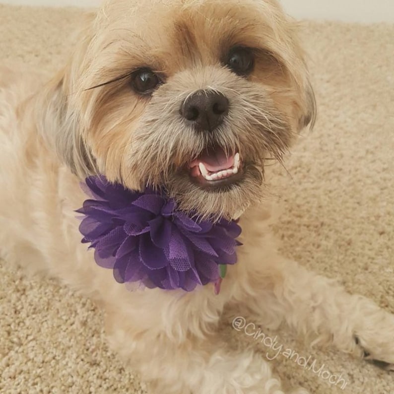 Therapy Dog Collar Flower Burst Into Bloom Snap-In Dog Bows\u00ae Flower EXTRA LARGE Pet Harness Flower Grey Dog Collar Flower