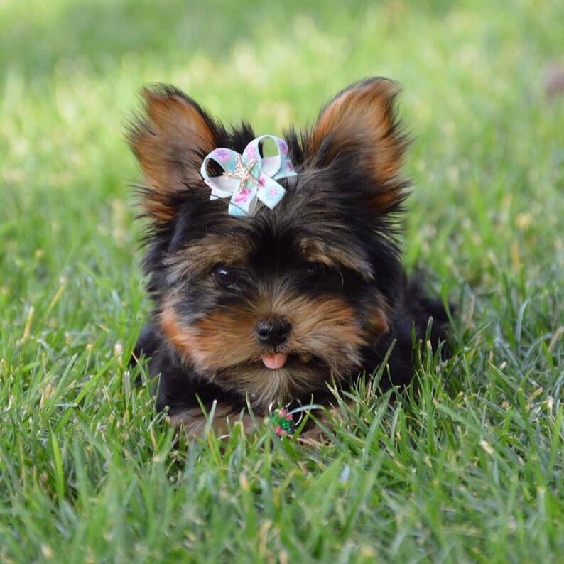 Dog Bow Pairs Easy To Use Pet Bows Drop Anchor Snap-In Dogs\u00ae Bow PAIR Small Dog Hair Bows Hair Friendly Pet Bows Dog Ear Bows