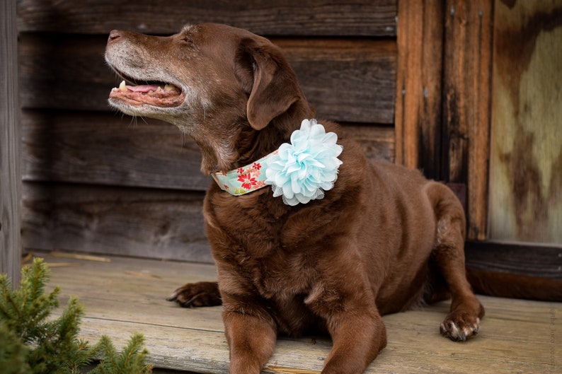 Therapy Dog Collar Flower Burst Into Bloom Snap-In Dog Bows\u00ae Flower EXTRA LARGE Pet Harness Flower Grey Dog Collar Flower