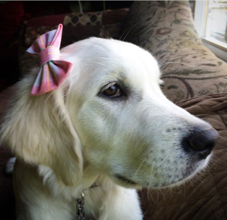 Easy To Use Dog Bow Tie Rescued and Loved Snap-In Dog Bows\u00ae Bow Tie Fur Friendly Dog Bow Tie Blue /& Orange Dog Bow Tie