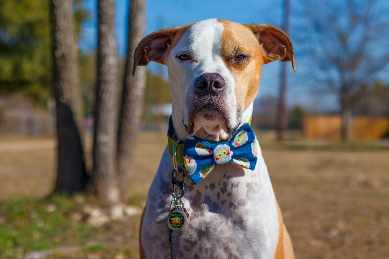 Sailor Bow Bow Tie The Way Snap-In Dog Bows\u00ae Bow Tie Hair Bow Only The Best For Your Best Friend Cat Bow Tie Therapy Dog Bow