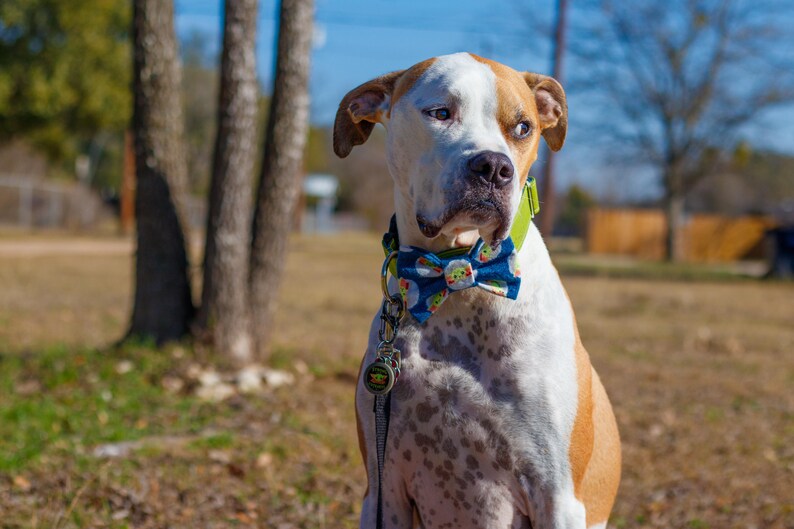 Sailor Bow Bow Tie The Way Snap-In Dog Bows\u00ae Bow Tie Hair Bow Only The Best For Your Best Friend Cat Bow Tie Therapy Dog Bow