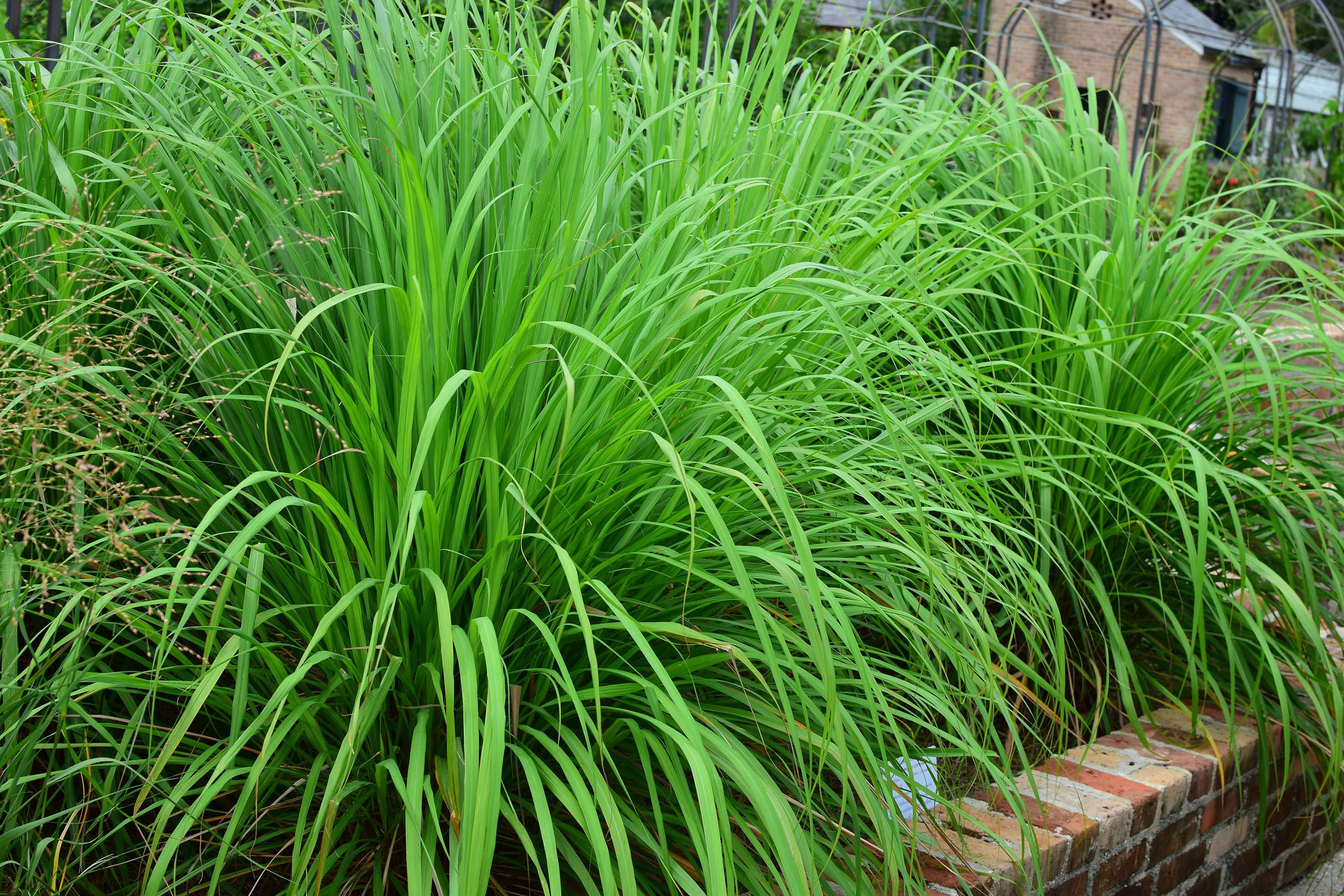 Lemongrass- 4 Rooted Plants - Cymbopogon citratus - Citronella - Arom…