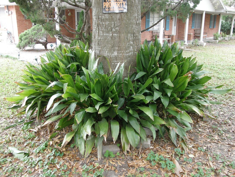 Cast Iron PlantAspidistra elatiorEasy to grow ornamental