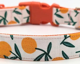 Clementine Orange Dog Collar / Citrus Fruit Tangerine Tree Floral