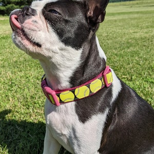 Tennis Ball Dog Collar / Yellow Tennis Ball image 8