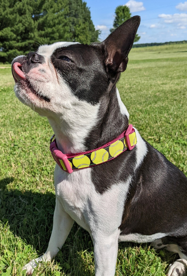 Tennis Ball Dog Collar / Yellow Tennis Ball image 8