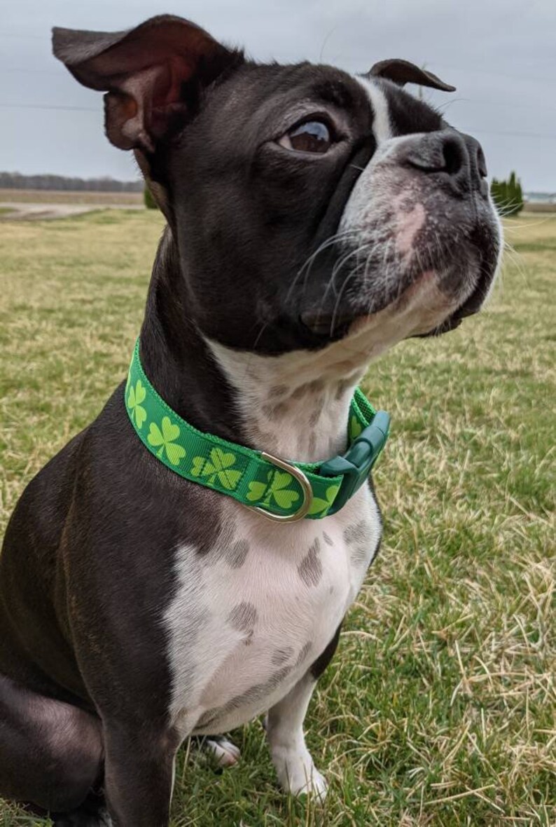 Shamrock Dog Collar / Lucky Irish Clover St. Patrick's Day Dog Collar image 3