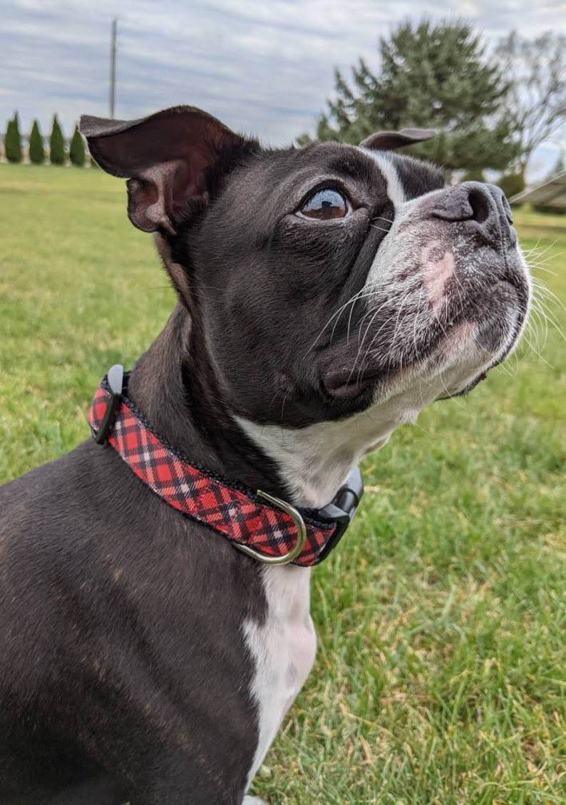 Red Black Tartan Plaid Dog Collar / Christmas Winter Dog Collar image 3