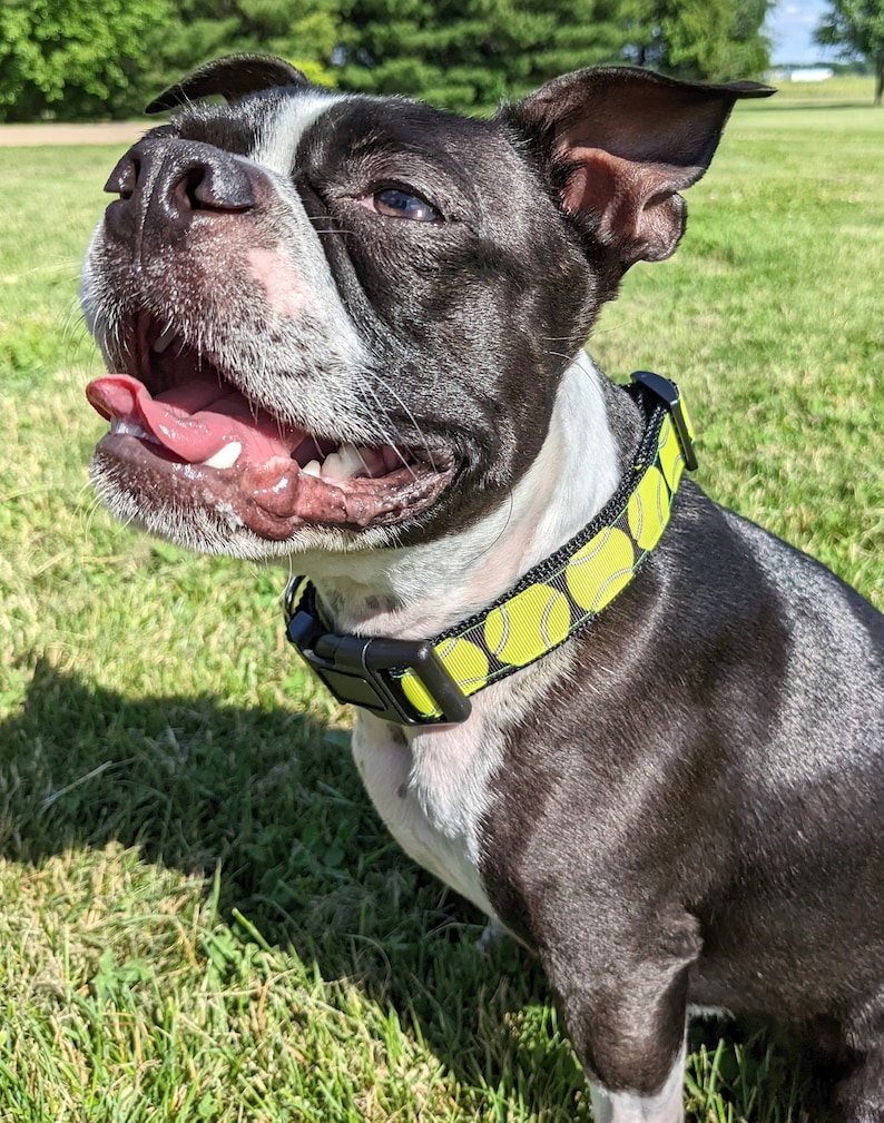 Tennis Ball Dog Collar / Yellow Tennis Ball image 3