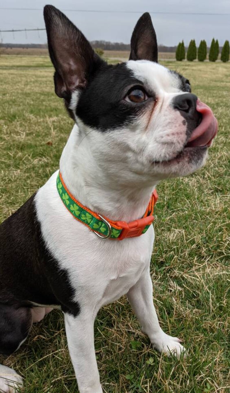 Shamrock Dog Collar / Lucky Irish Clover St. Patrick's Day Dog Collar image 8