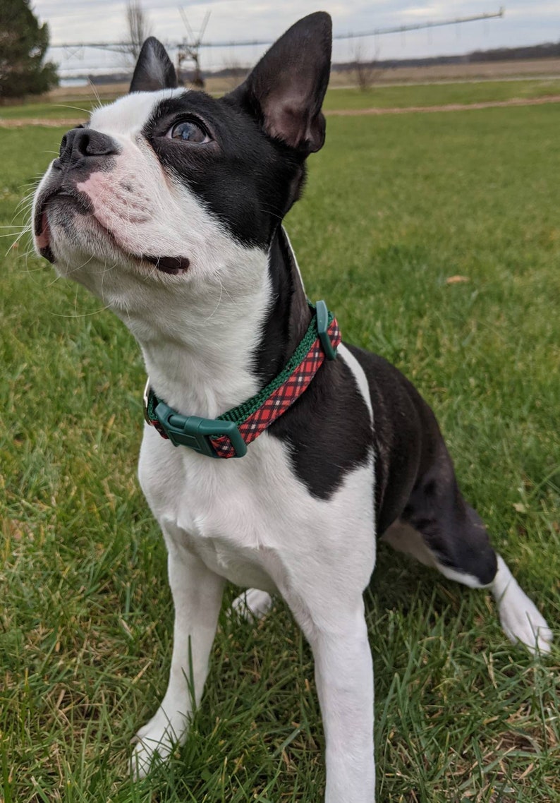 Red Black Tartan Plaid Dog Collar / Christmas Winter Dog Collar image 8