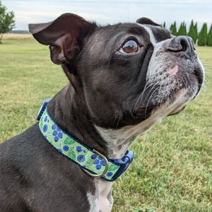 Blueberry Dog Collar / Blueberries Berry Fruit Food image 3