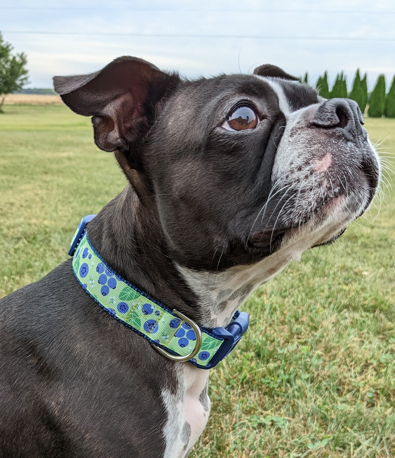 Blueberry Dog Collar / Blueberries Berry Fruit Food image 3