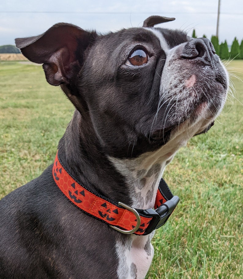 Jack O' Lantern Dog Collar / Pumpkin Dog Collar / Halloween Dog Collar image 3