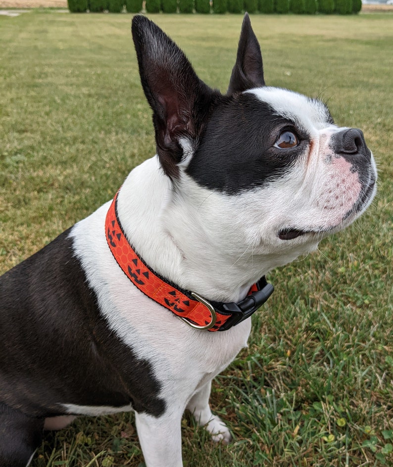 Jack O' Lantern Dog Collar / Pumpkin Dog Collar / Halloween Dog Collar image 7