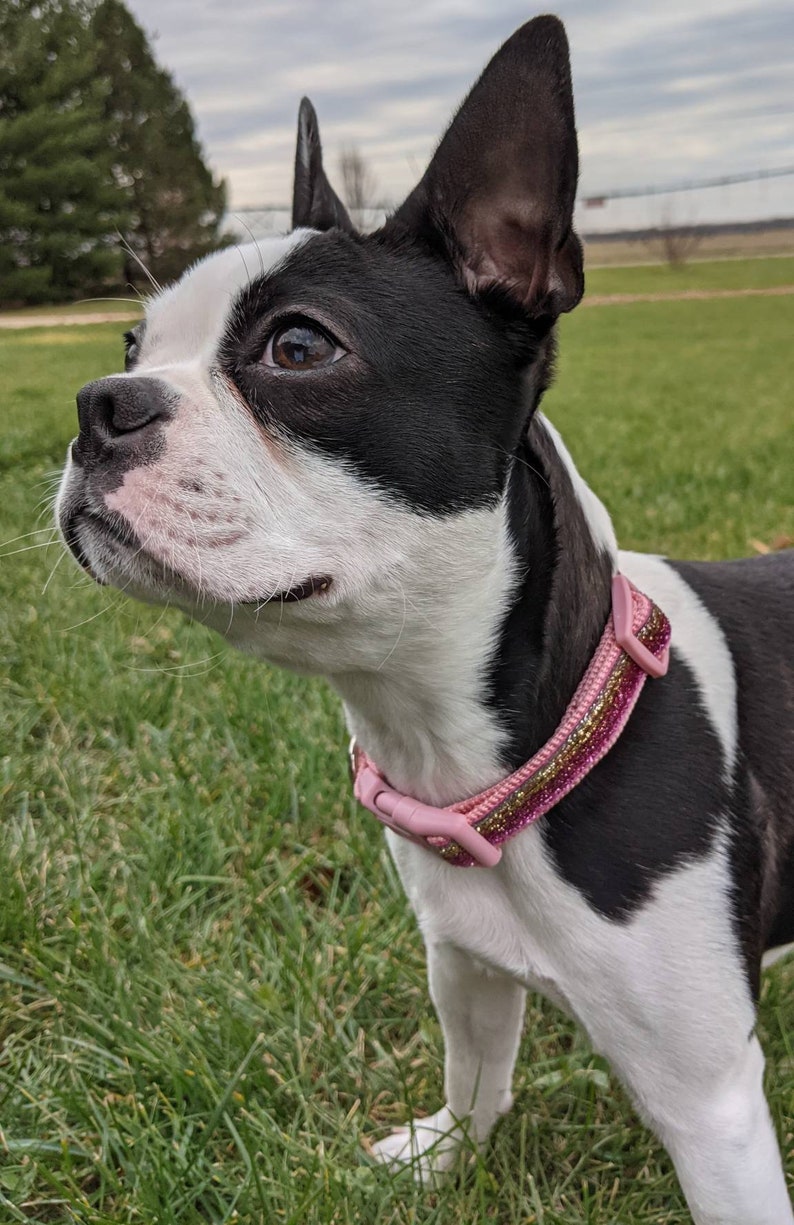 Sunset Ombre Sparkle Dog Collar / Pink Gold Ombre / Glitter Bling Dog Collar image 8