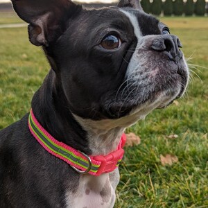 Neon Yellow Reflective Safety Dog Collar image 3