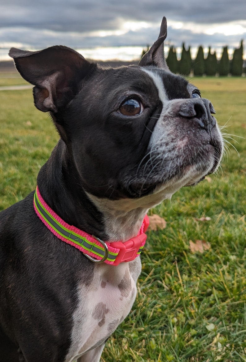 Neon Yellow Reflective Safety Dog Collar image 3