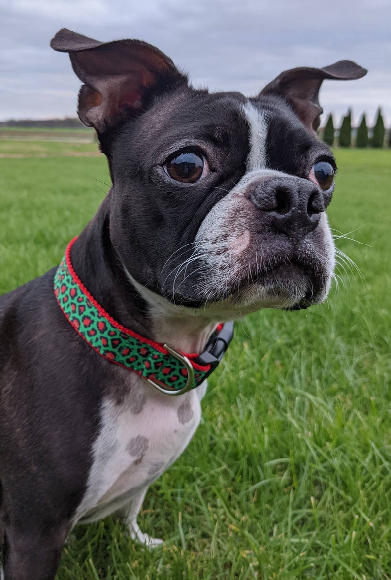 Christmas Leopard Print Dog Collar / Red Green Leopard Print / Holiday Dog Collar image 3