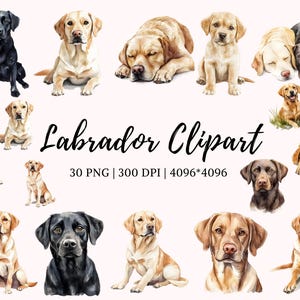 Labrador Clipart png Bundle, Labrador Clipart, Labrador Bundle png, Labrador Retriever png, Pet Dog Clipart, Dog Clipart Bundle png