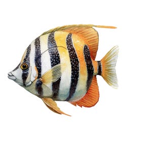 Butterfly fish clipart featuring a colorful tropical butterflyfish illustration in a detailed artistic style.
Tropical butterfly fish clipart digital download with vibrant colors, perfect for ocean-themed designs.
Butterflyfish clipart illustration ideal for marine life projects, scrapbooking, and digital artwork.
Colorful butterfly fish clipart with detailed fins and patterns for ocean and sea-themed crafts.
Butterfly fish clipart digital illustration suitable for printables, stickers.
