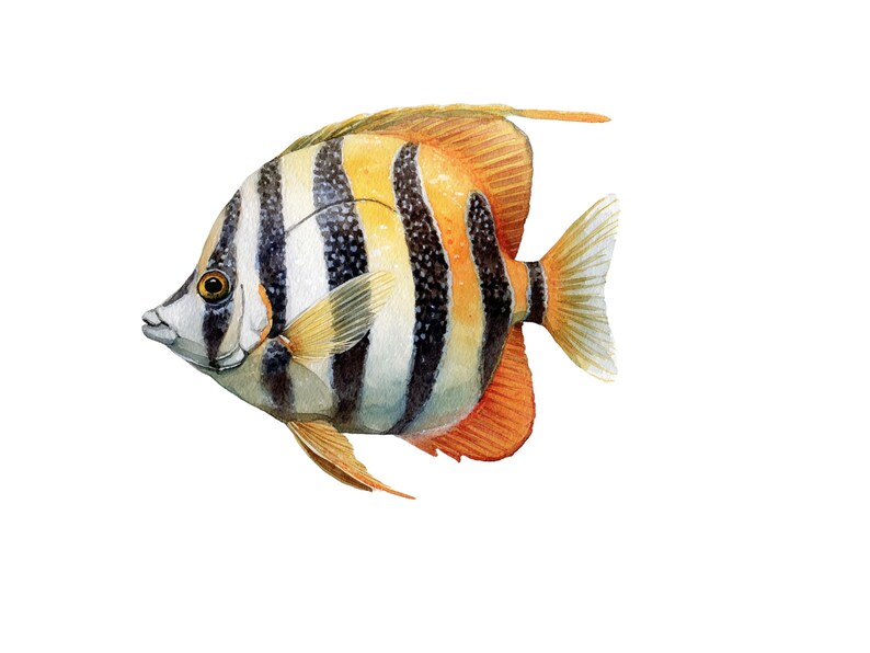 Butterfly fish clipart featuring a colorful tropical butterflyfish illustration in a detailed artistic style.
Tropical butterfly fish clipart digital download with vibrant colors, perfect for ocean-themed designs.
Butterflyfish clipart illustration ideal for marine life projects, scrapbooking, and digital artwork.
Colorful butterfly fish clipart with detailed fins and patterns for ocean and sea-themed crafts.
Butterfly fish clipart digital illustration suitable for printables, stickers.